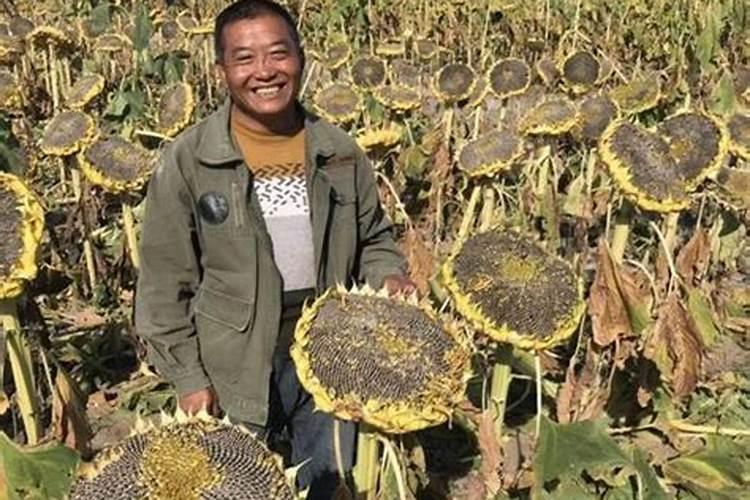 玉米地氮肥深施有哪些作用？