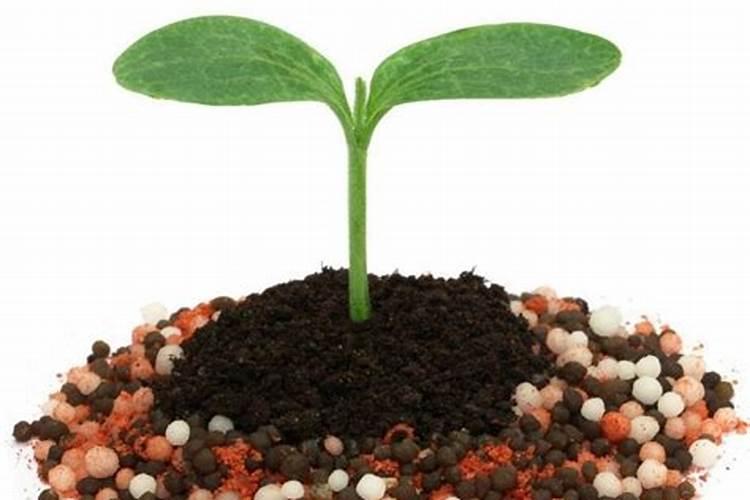 桃树对土壤酸碱度的要求是芭芭农场