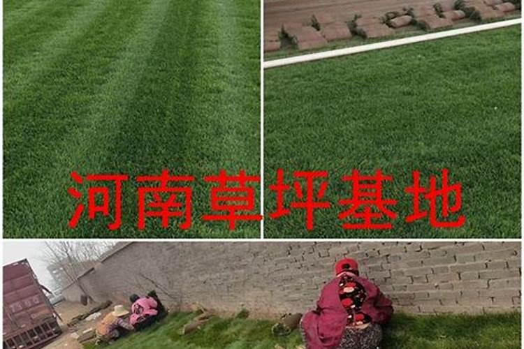 草坪施尿素肥的方法