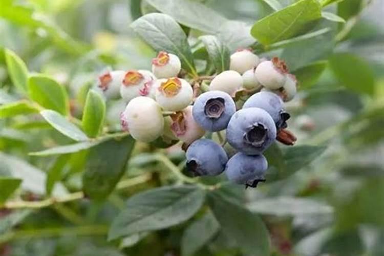 复合肥,尿素属于什么肥料？