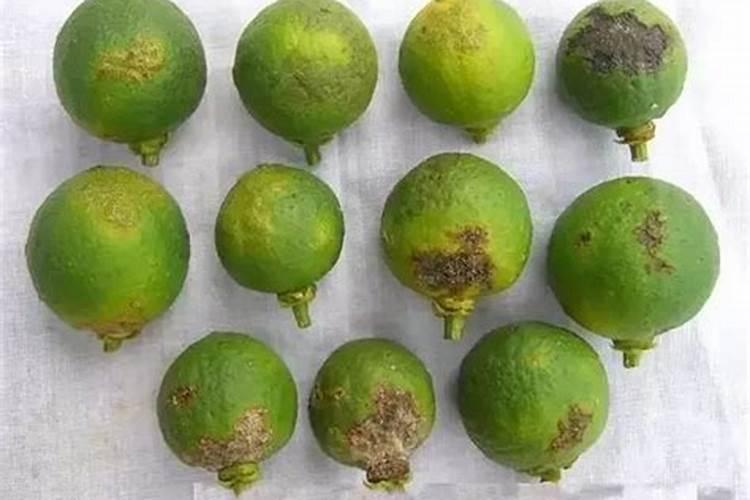 怎样防治柑橘缺硼症？