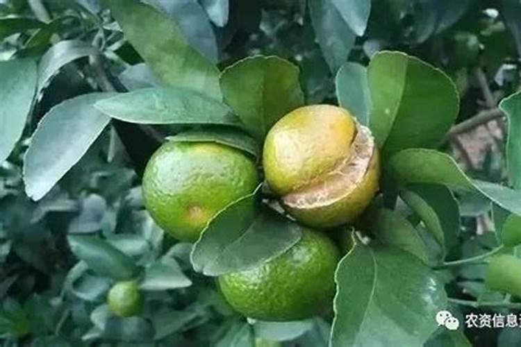 柑橘缺镁,硼,锌的症状分别是什么,有什么防治方法