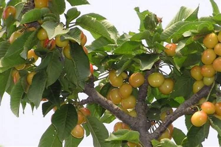 碳酸钾在农业上的用途