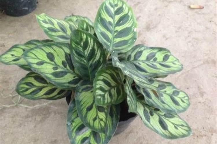 请问使用什么化肥对土壤有疏松结