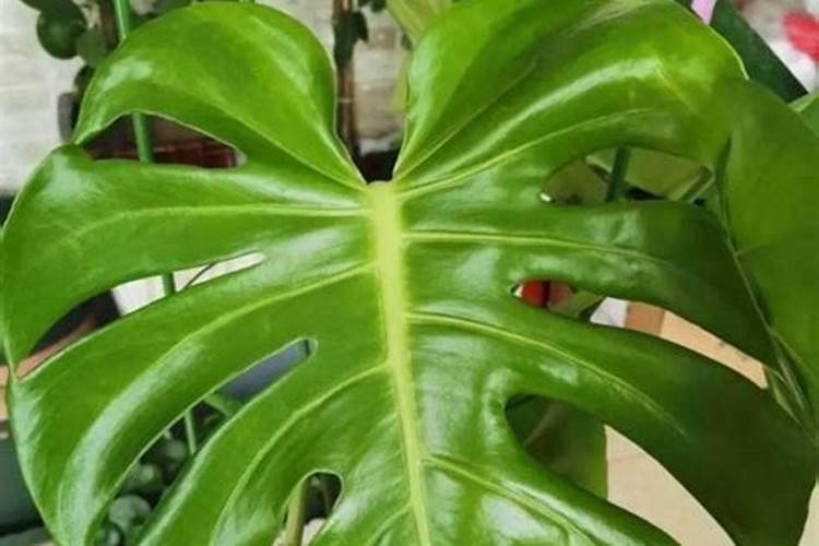 魔芋种植施用什么魔芋复合肥好 魔芋田间管理技术