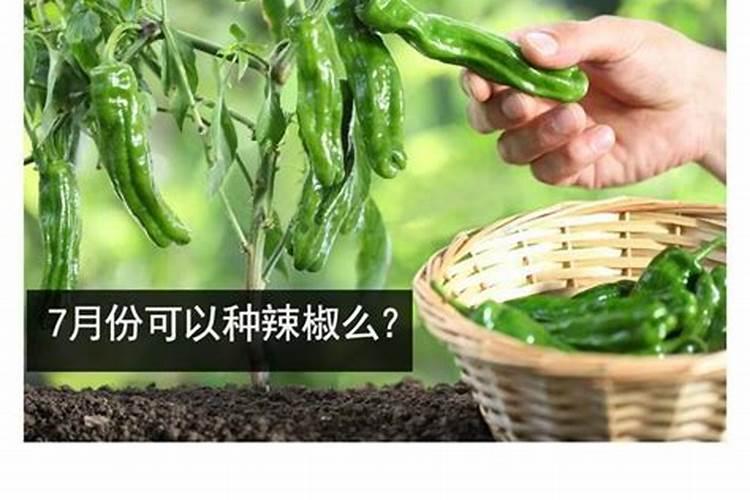 辣椒几天浇一次肥最为适合