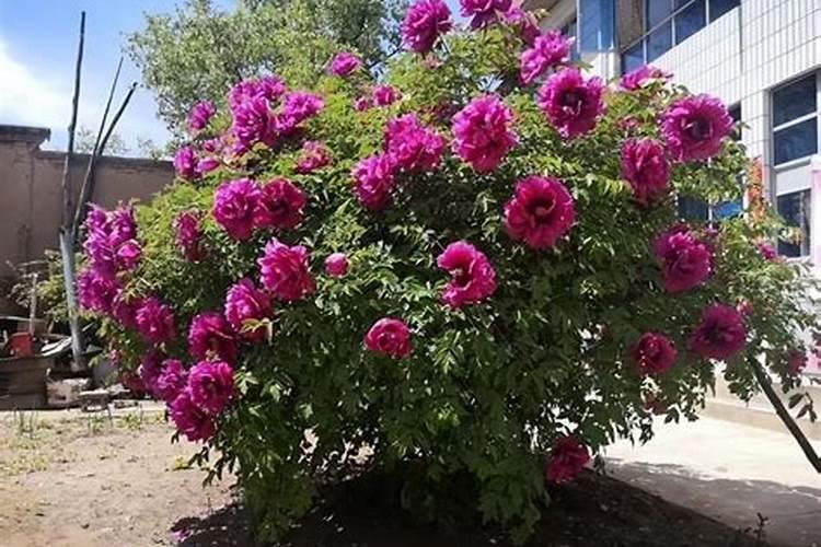 牡丹花小苗施肥方法