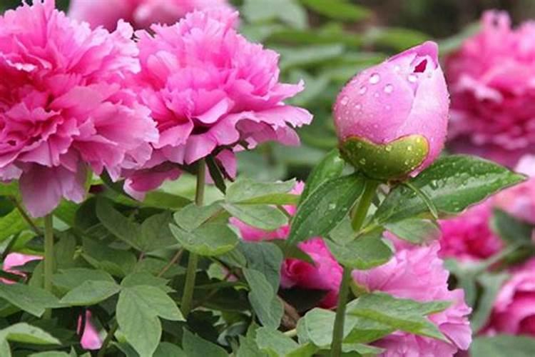 牡丹种植怎么管理水肥？