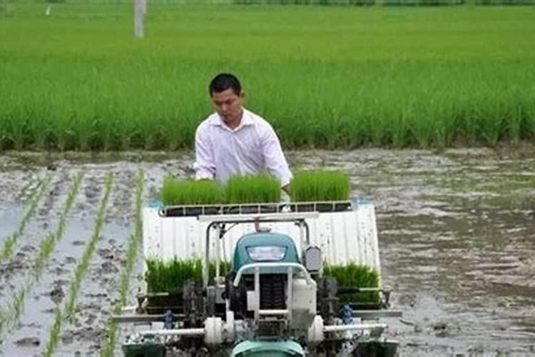 水稻钾肥什么时候施