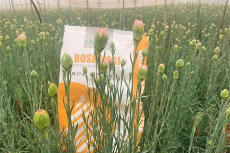 大叶黄杨的施肥与管理方法