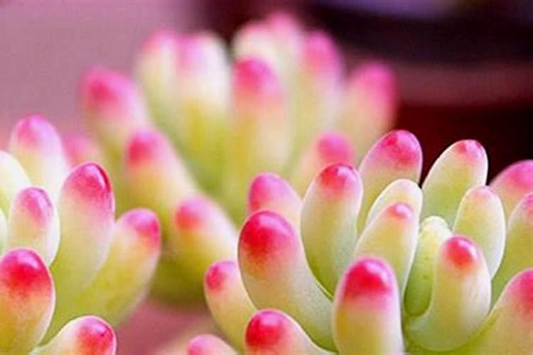 海藻鱼蛋白水溶肥后期能用在大姜上面吗