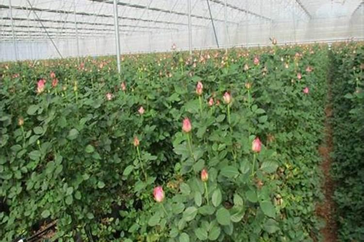 干旱对植物产生什么危害