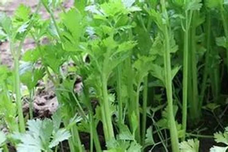 芹菜施肥能用尿素吗