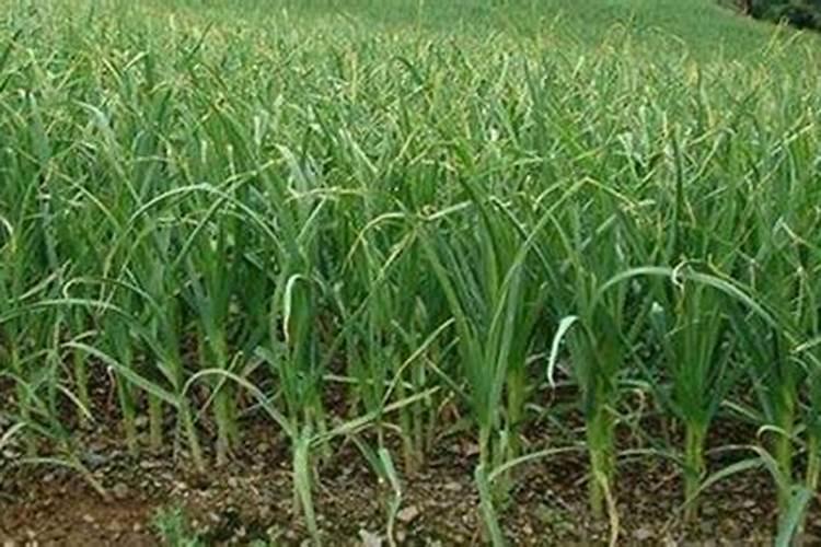 种大蒜可以用复合肥做底肥吗 种大蒜怎么施肥