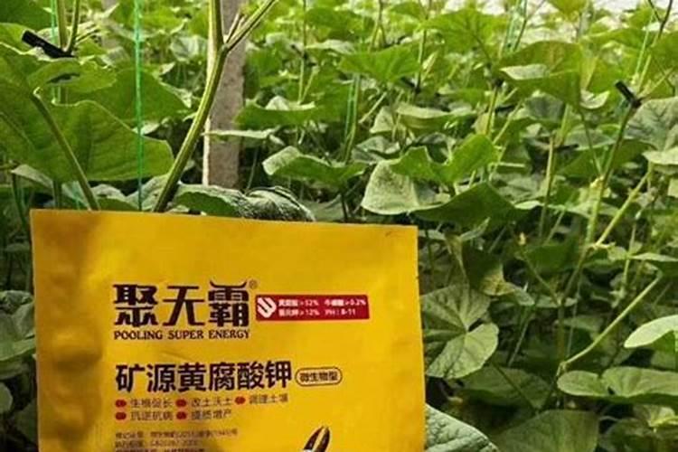 大棚小黄瓜刚晴天可以浇钙肥吗？