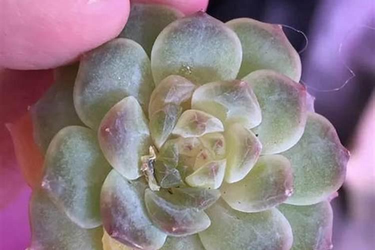 磷肥可以养多肉吗