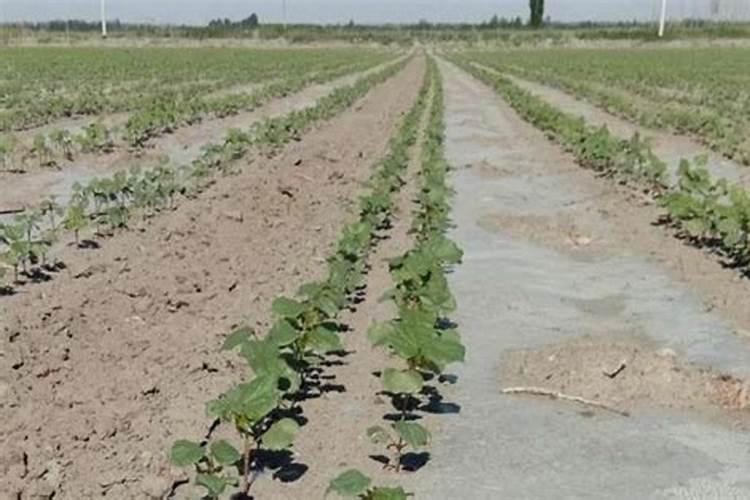 花椒树用什么除草剂