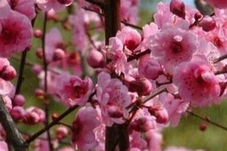 牡丹花插在水里可以活多久 牡丹花怎么水插