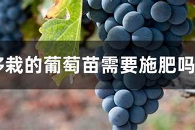 第一年葡萄小苗施什么肥