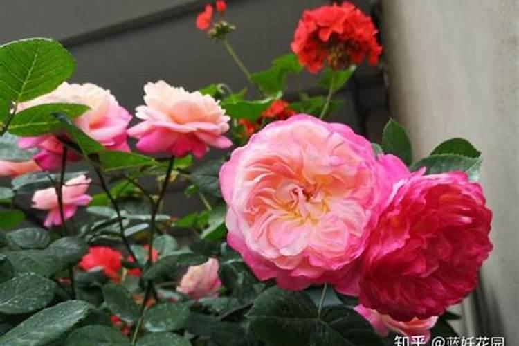 月季春季如何施肥 方法是什么