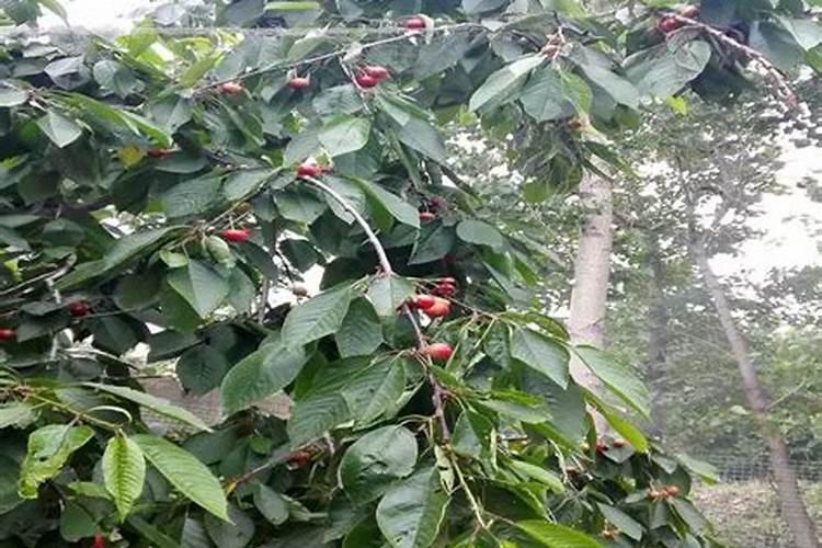 花椒树苗2个月能施肥吗？