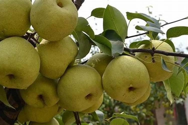 农业生产中常用的肥料有哪些？