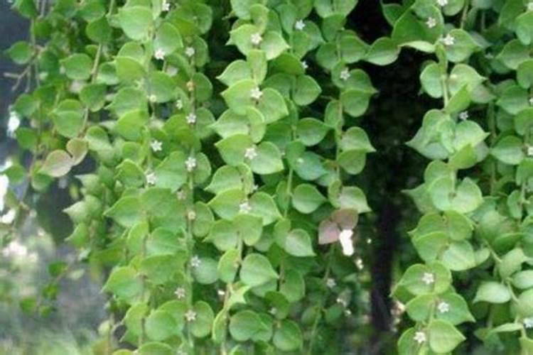 百万心吊兰怎么养才长得好 百万心吊兰的种植方法