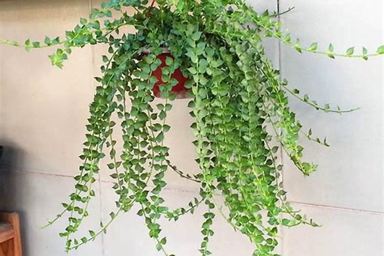 百万心吊兰开花吗