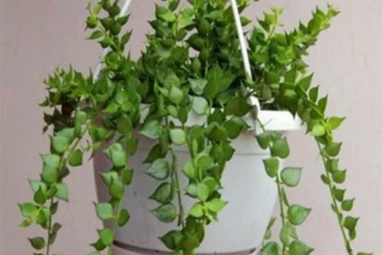 百万心吊兰的养殖方法