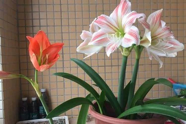 磷肥和二铵有什么不同