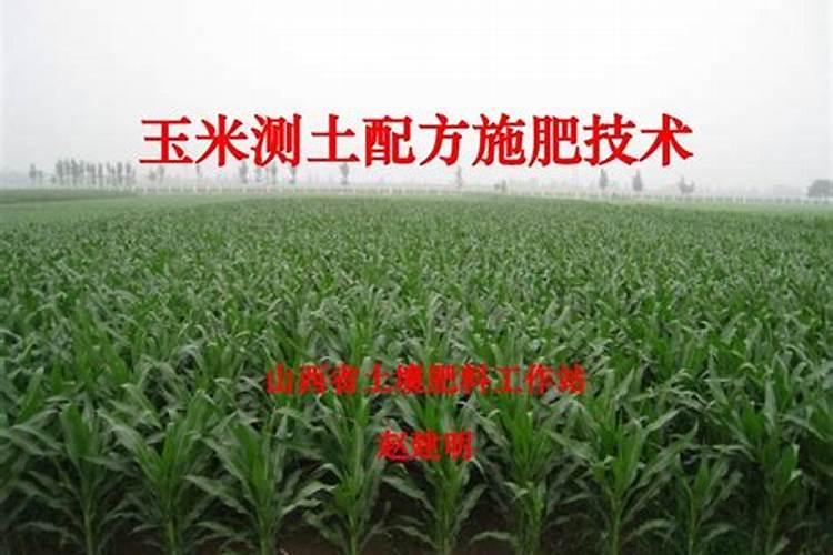 玉米第二遍药用什么配方最高产