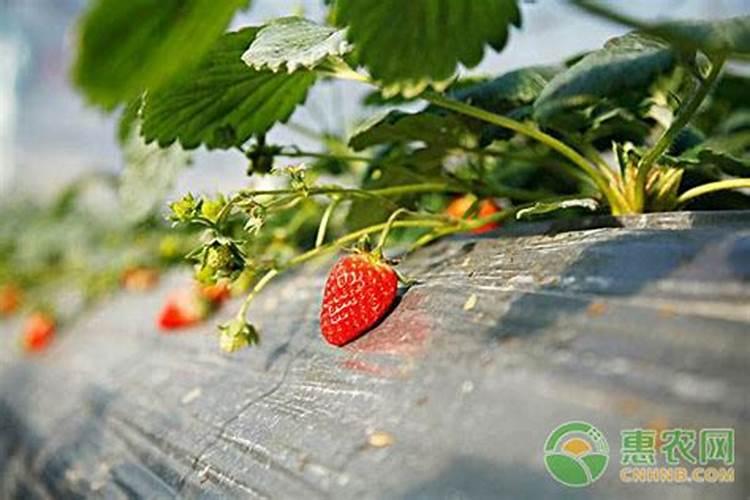 草莓打过老叶后打什么药 附草莓的种植方法