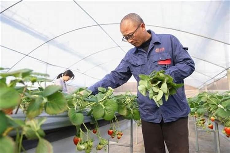 自家种植草莓应该用什么肥料,什么时候施肥好