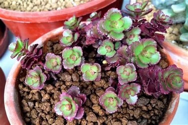 玫瑰花怎么施肥,玫瑰花施氮磷钾肥最为合适