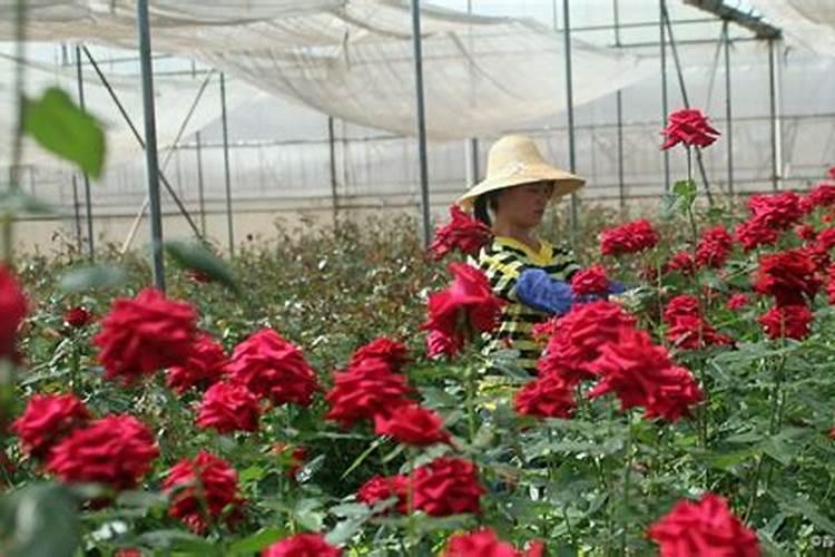 玫瑰的栽培技术