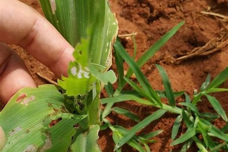 姜花要怎么施肥,薄肥勤施巧施肥