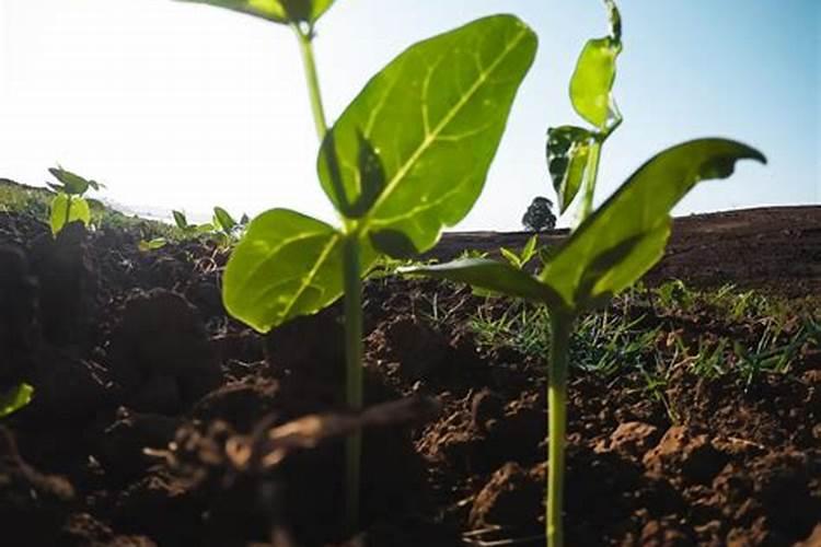 苹果树施钾肥正当时