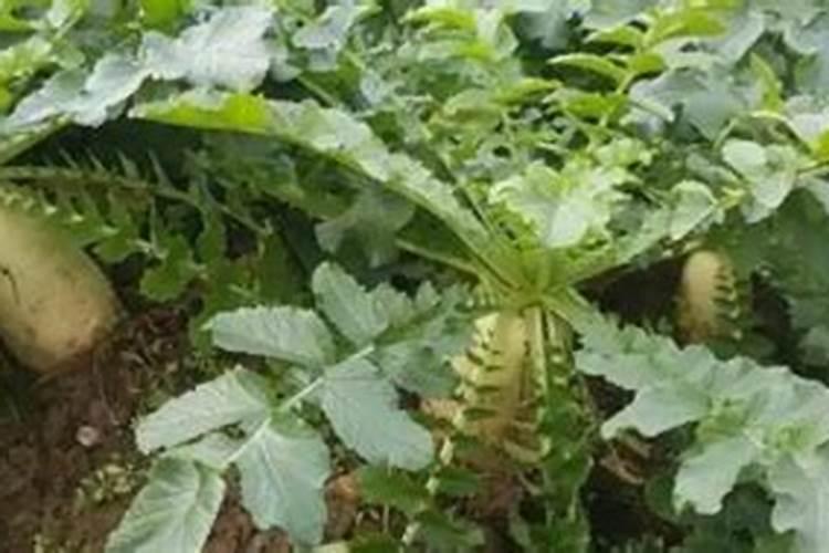 硼砂施多了作物有什么害处？