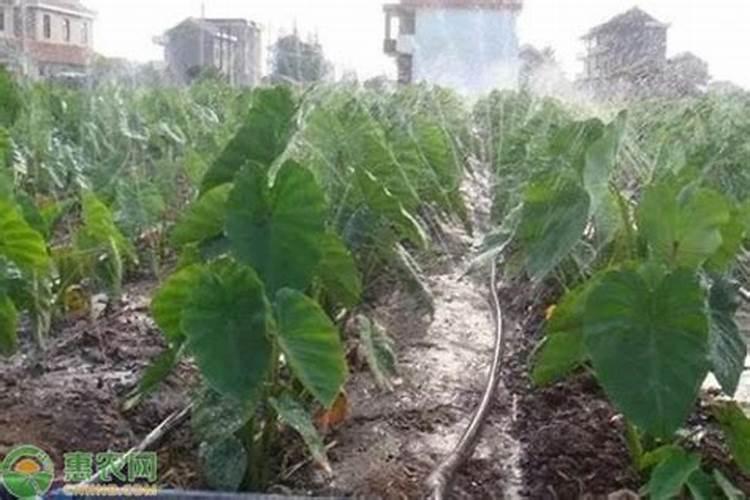 大白菜怎么浇水