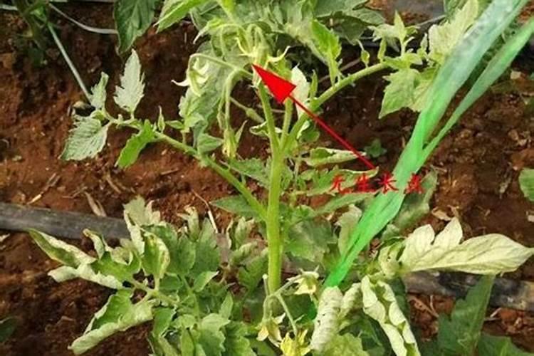 很多农民种植西红柿会施叶面肥,这么做有什么好处呢？