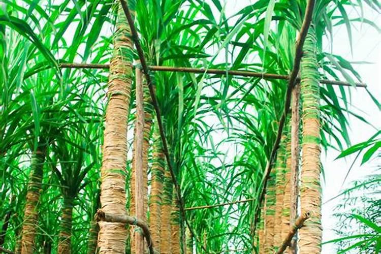 黄豆开花期需要施什么肥 什么时候施肥能高产