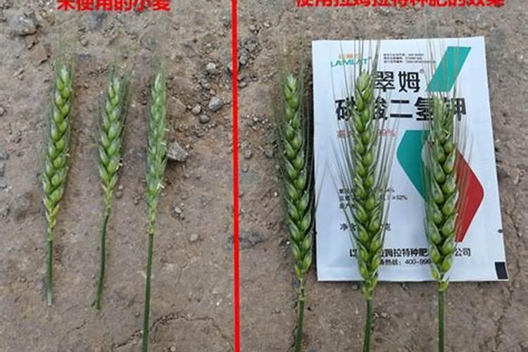 已经结了小西瓜的西瓜藤需不需要施肥