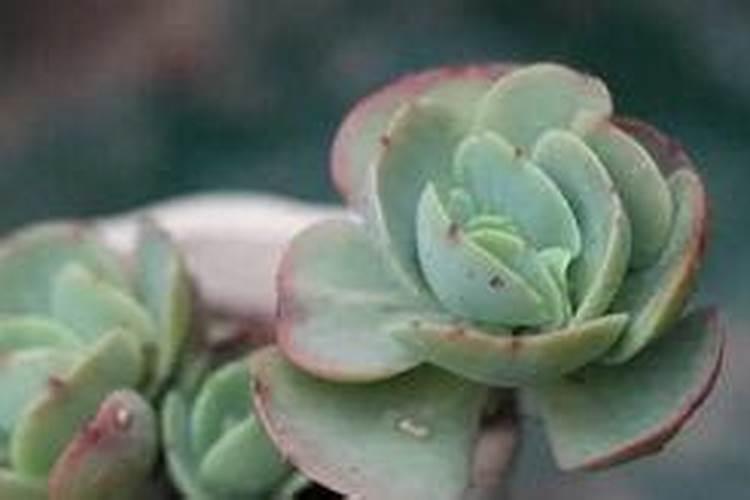 大姜喜欢什么肥料