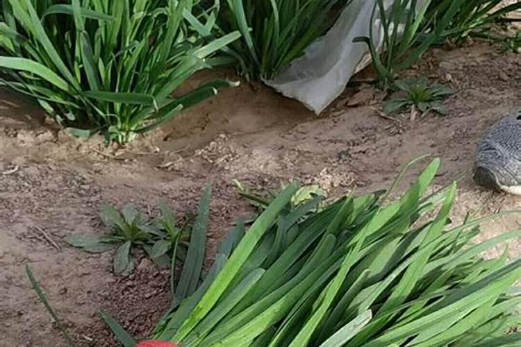 老韭菜收割后怎样管理