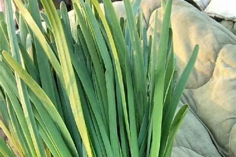 花盆里种植韭菜用尿素还是复合肥 韭菜怎么种植