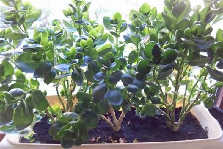 烤烟种植技术与方法