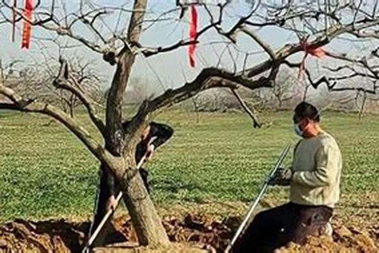 新栽果树树坑里怎样施底肥