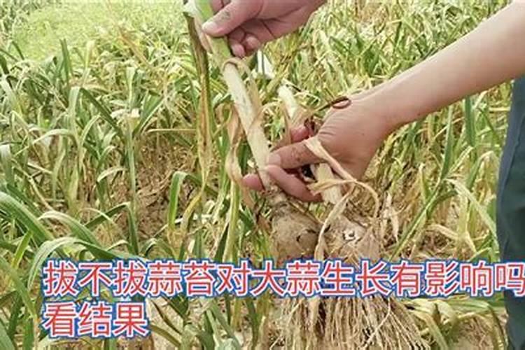 叶面肥和杀菌剂是否可以混用？