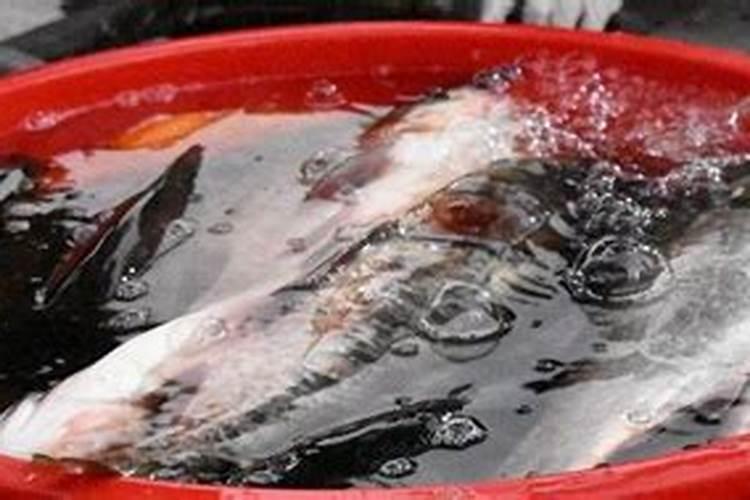 鱼蛋白水溶肥制作方法