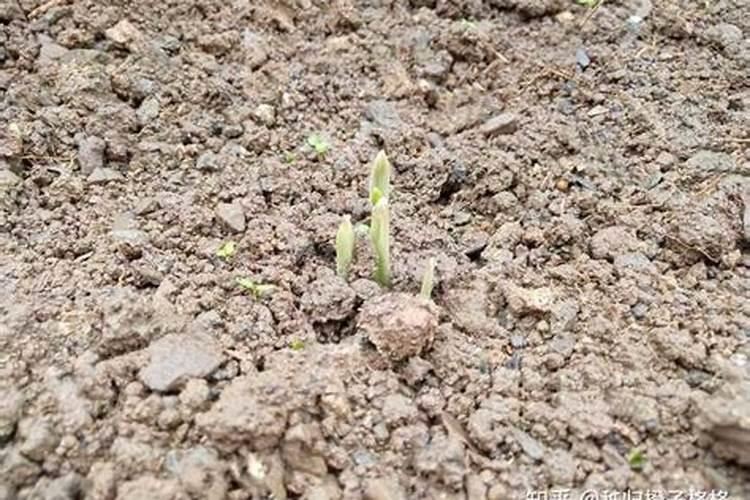 喀什是藤椅桌在哪卖